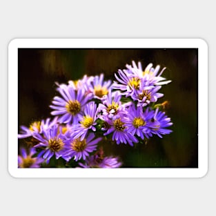 Michaelmas Daisies - Digital Art Sticker